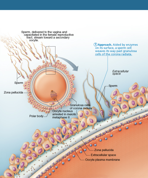 REACCIÓN ACROSOMAL Capacitacionespermatica6